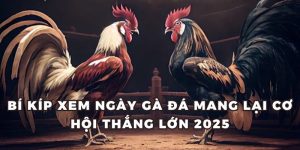 Bí Kíp Xem Ngày Gà Đá Mang Lại Cơ Hội Thắng Lớn 2025