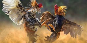 Cách Nhận Biết Gà Đá Hay